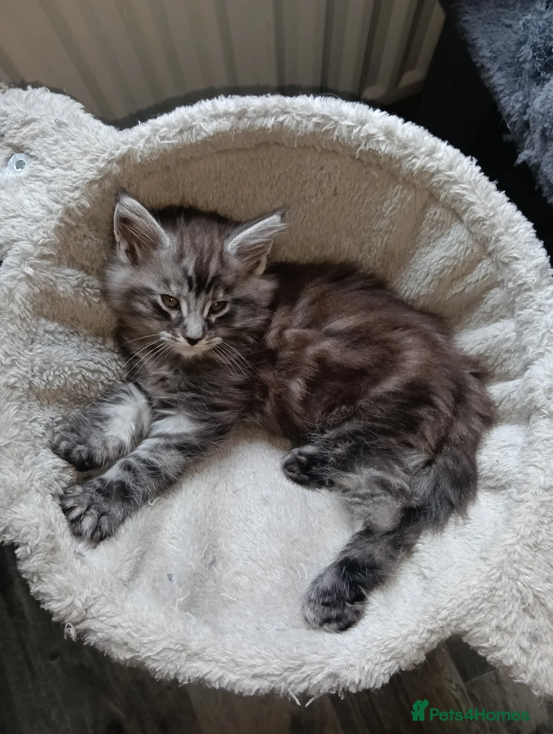Maine Coon cats for sale: Maine coon kittens  - Advert 4