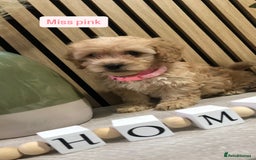 Cockapoo dogs for sale: F1b toy cockapoo puppies - Image 13
