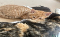 Domestic Shorthair cats for sale: Adorable kittens  - Image 3