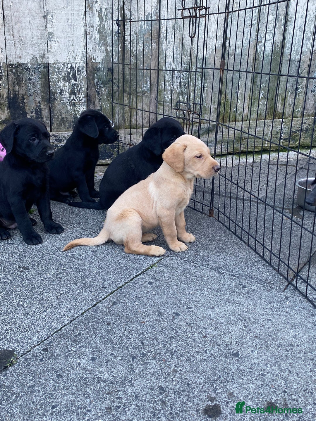 Labrador Retriever dogs for sale: TOP BRED LABRADOR PUPS - Image 4