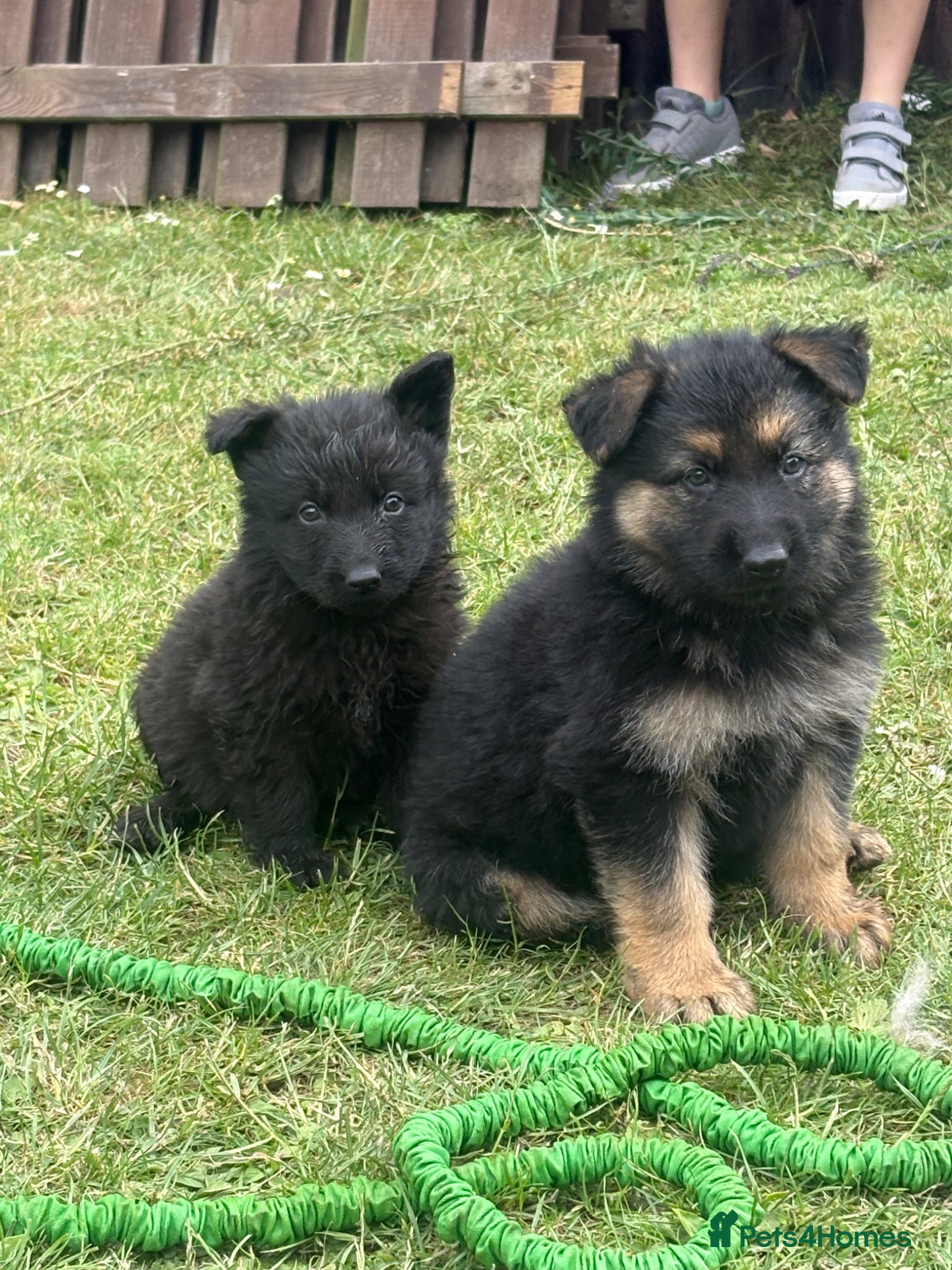 German Shepherd dogs German shepherd puppies  - Advert 5
