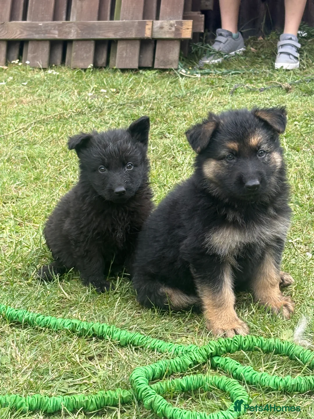 German Shepherd dogs for sale: German shepherd puppies READY NOW - Advert 2