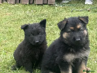 German Shepherd dogs German shepherd puppies - Advert 5