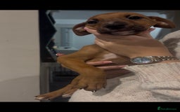 Mixed Breed dogs for sale: Puppy’s available  - Advert 24