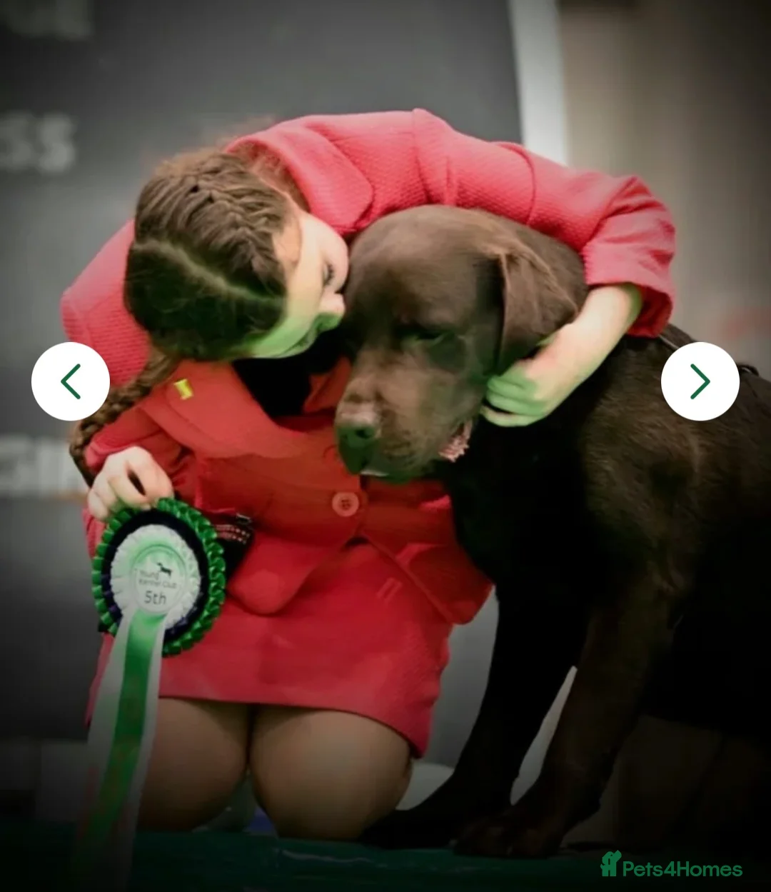 Labrador Retriever dogs for sale: One Beautiful Strong Chunky Lab Pup - Advert 19