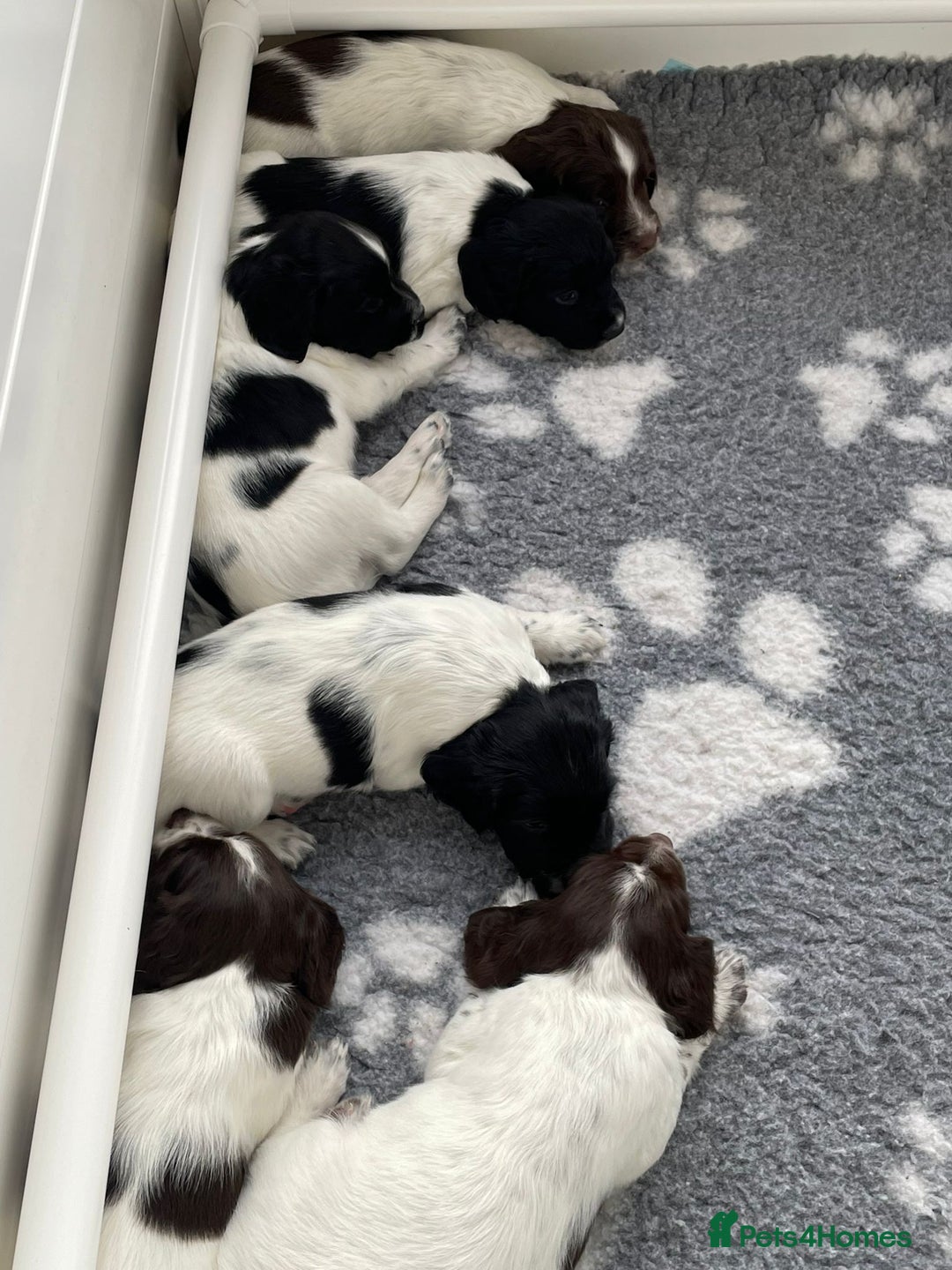 English Springer Spaniel dogs for sale: Gorgeous working English Springer Spaniel Puppies - Advert 29