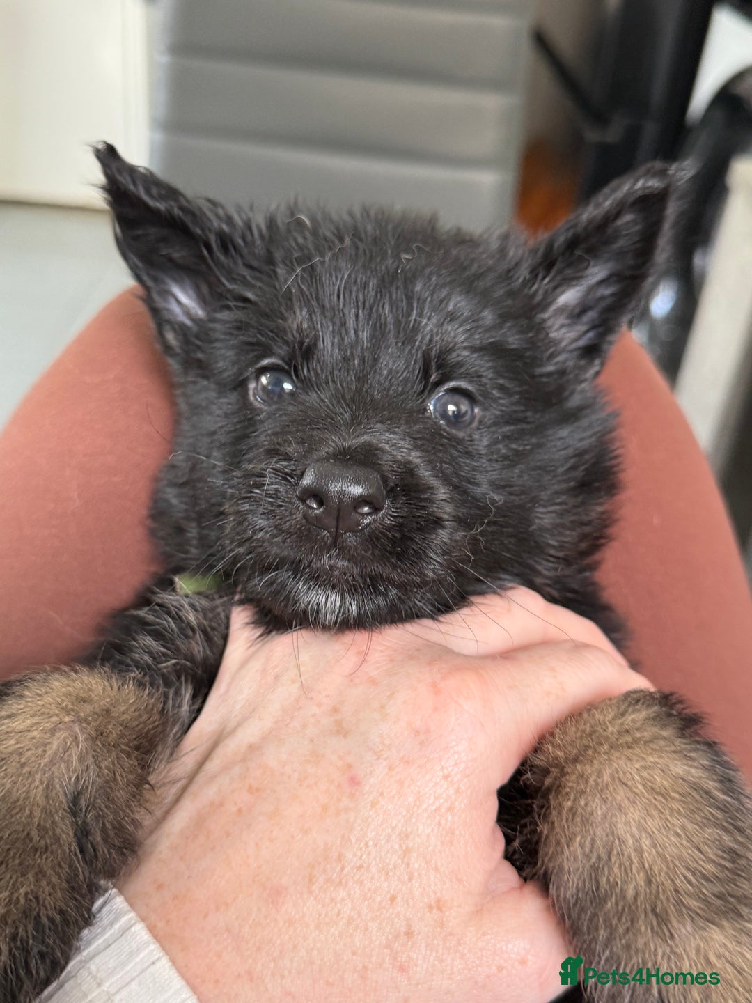 German Shepherd dogs for sale: Beautiful German Shepherd puppies  - Advert 25