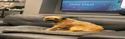 Border Terrier dogs for sale: Dams name Nell, Sires name Brad in Dunfermline - Advert 1
