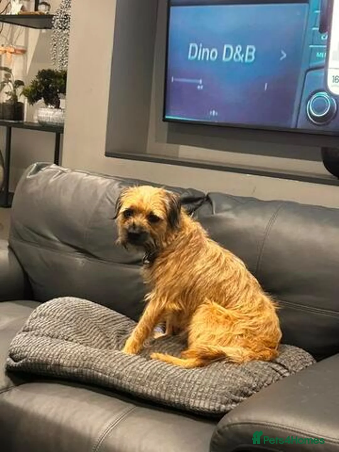 Border Terrier dogs for sale: Dams name Nell, Sires name Brad in Dunfermline - Advert 1