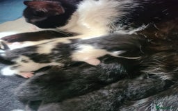 Mixed Breed cats for sale: Two black kittens looking for home  - Image 3