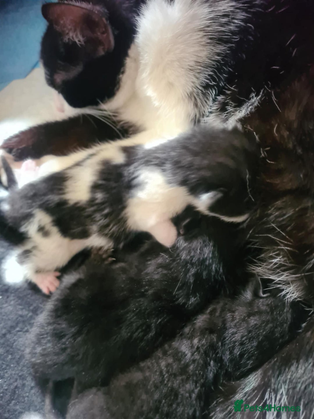 Mixed Breed cats for sale: Two black kittens looking for home  - Image 3