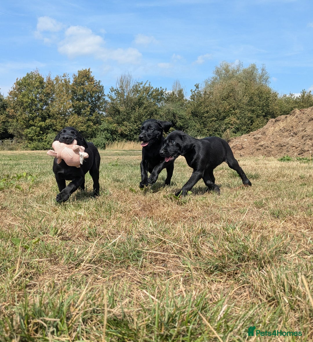 Labrador Retriever dogs for sale: Gorgeous black lab pups,FULLY HEALTH TEST PARENT - Image 6