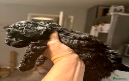 Poochon dogs for sale: Poochon puppies  - Image 3