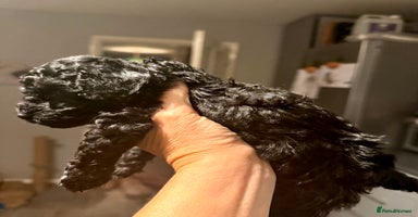 Poochon dogs - Advert 16