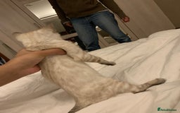 Bengal cats for sale: High Quality Bengal Beauty - Image 16