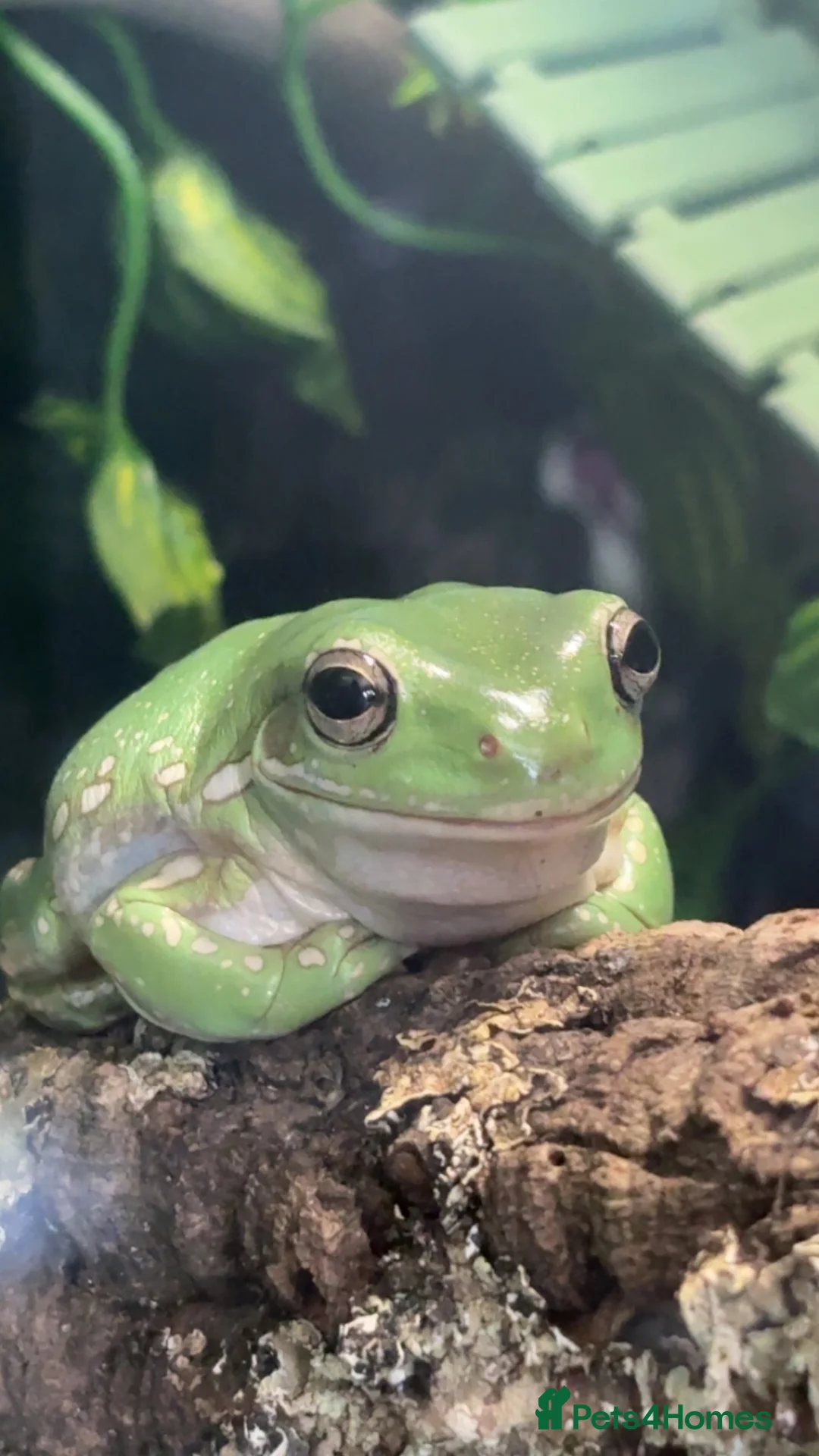 Frog reptiles for sale: 3 white tree frogs+ tank and stand  in Wolverhampton - Advert 2