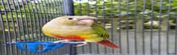 Conures birds for sale: Kiki lovely Conure - Advert 1