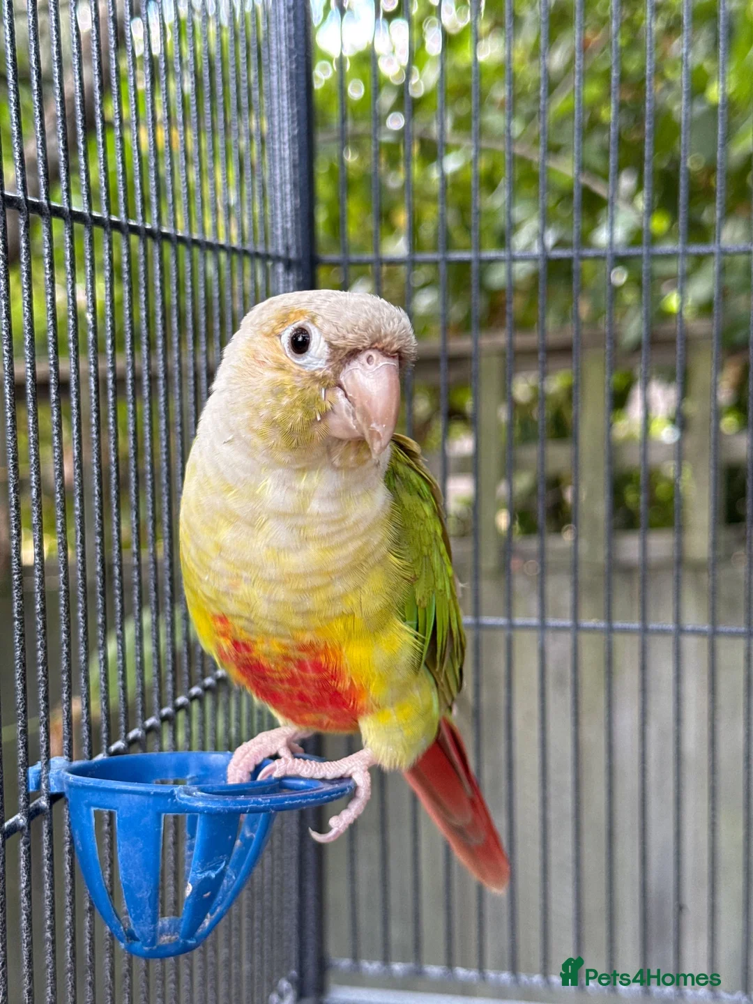 Conures birds for sale: Kiki lovely Conure - Advert 1