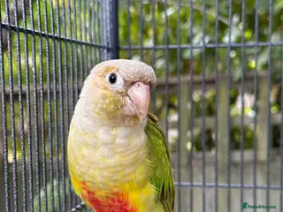 Conures birds Kiki lovely Conure - Advert 1