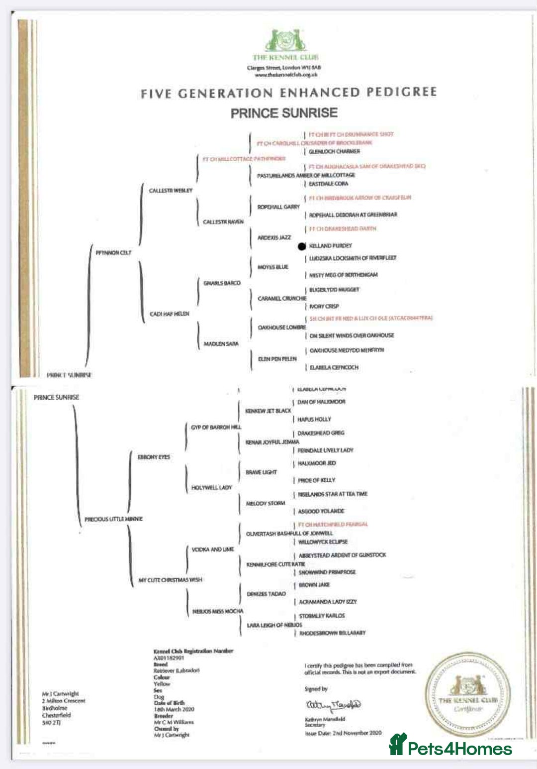 Labrador Retriever dogs for stud: Handsome black labrador for stud - Advert 10