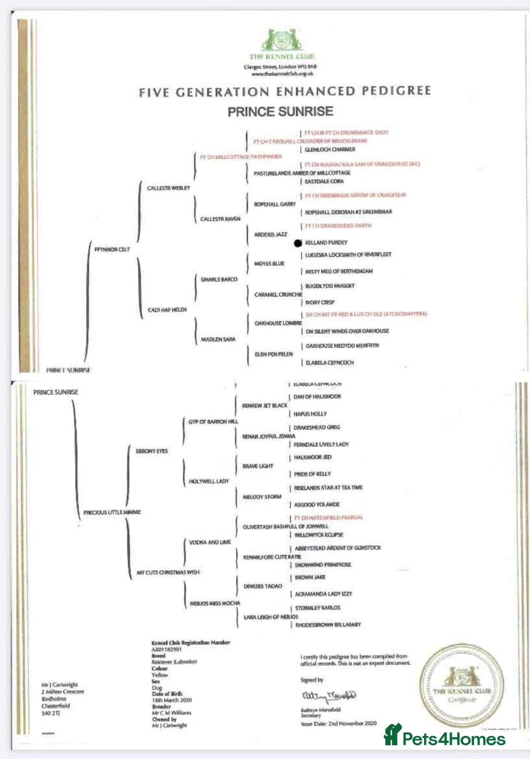 Labrador Retriever dogs for stud: Handsome black labrador for stud - Advert 10