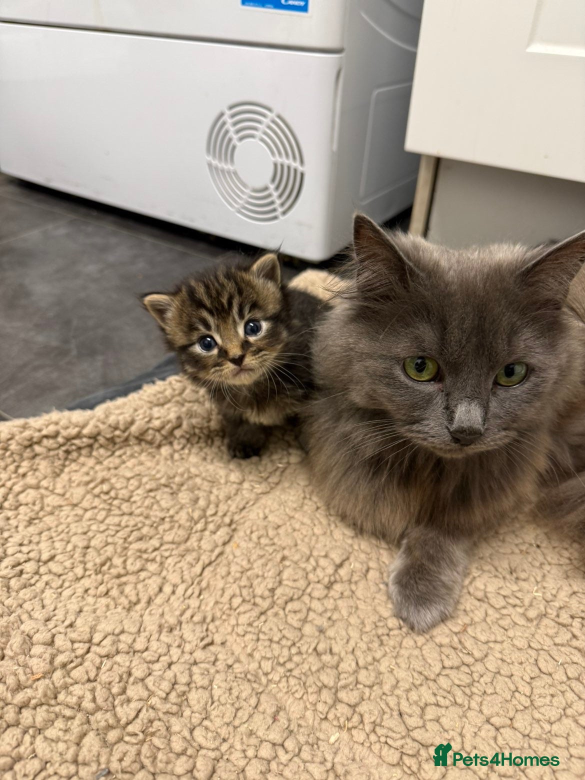 Mixed Breed cats Nebelung x kittens  - Advert 2