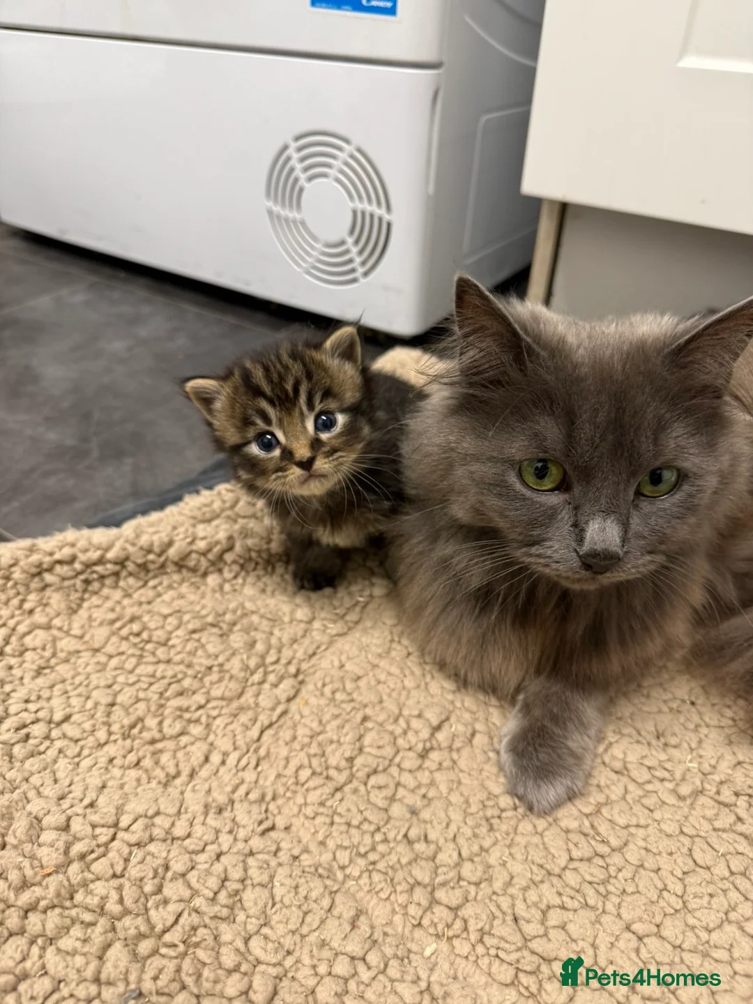 Mixed Breed cats for sale: Nebelung x kittens  - Advert 1