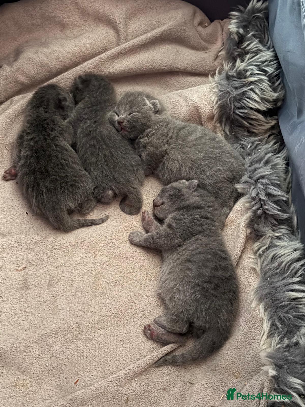British Shorthair cats “British Shorthair Blue [Kitten/Cat]–[Age10 weeks] - Advert 1