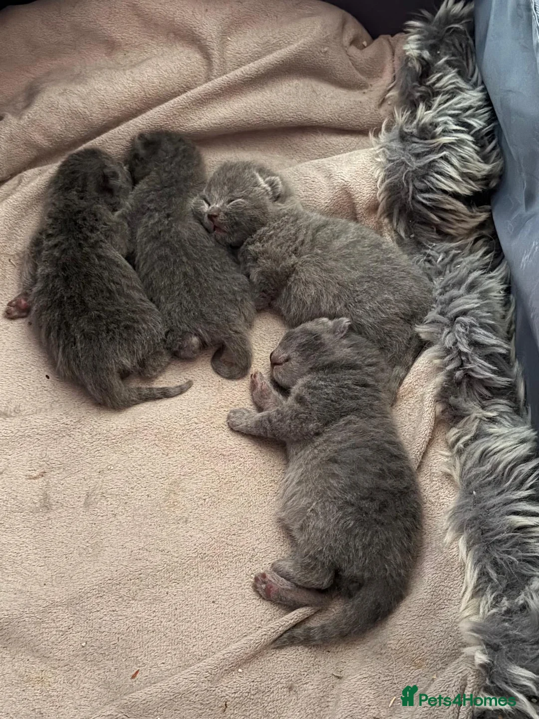 British Shorthair cats for sale: “British Shorthair Blue [Kitten/Cat]–[Age10 weeks] in London - Advert 1
