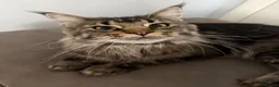 Maine Coon cats for sale:  🐾 Seeking Their Forever Homes Cleo and Dalia 🐾 - Advert 8