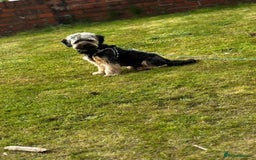 Mixed Breed dogs for sale: Looking for forever home  - Image 2