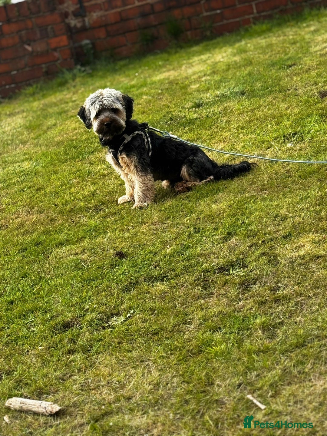 Mixed Breed dogs for sale: Looking for forever home  - Image 2