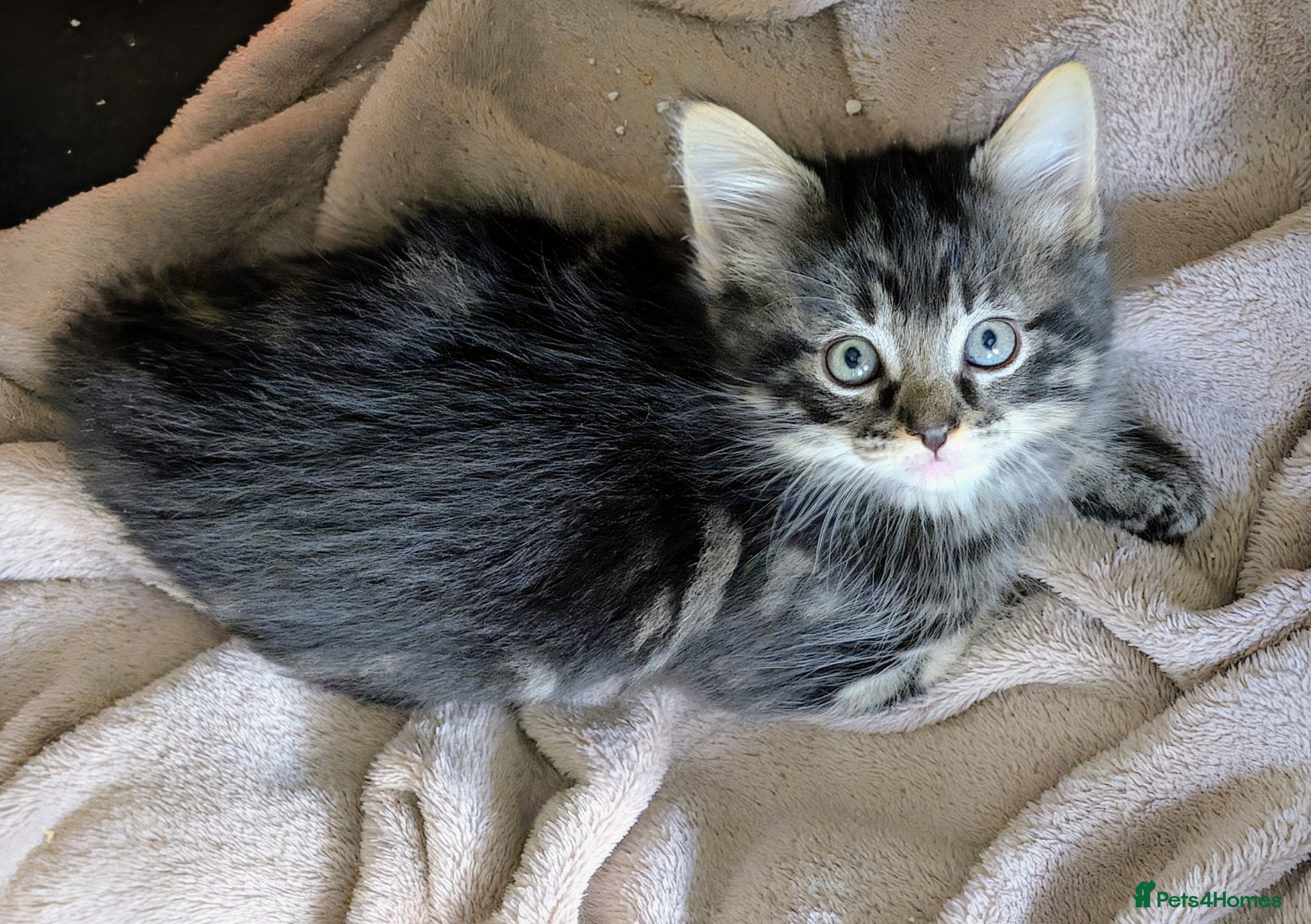 Mixed Breed cats Gorgeous fluffy tabby kittens! - Advert 1