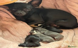 Chihuahua dogs for sale: 2 beautiful chihuahua boys  - Image 7