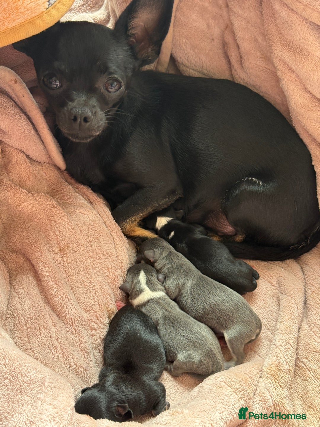 Chihuahua dogs for sale: 2 beautiful chihuahua boys  - Image 7