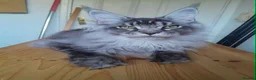 Maine Coon cats for sale: Black silver ticked boy TICA maine coon - Advert 11