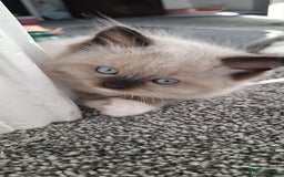 Ragdoll cats for sale: GCCF beautiful seal white bi-colour/point mitted - Image 25