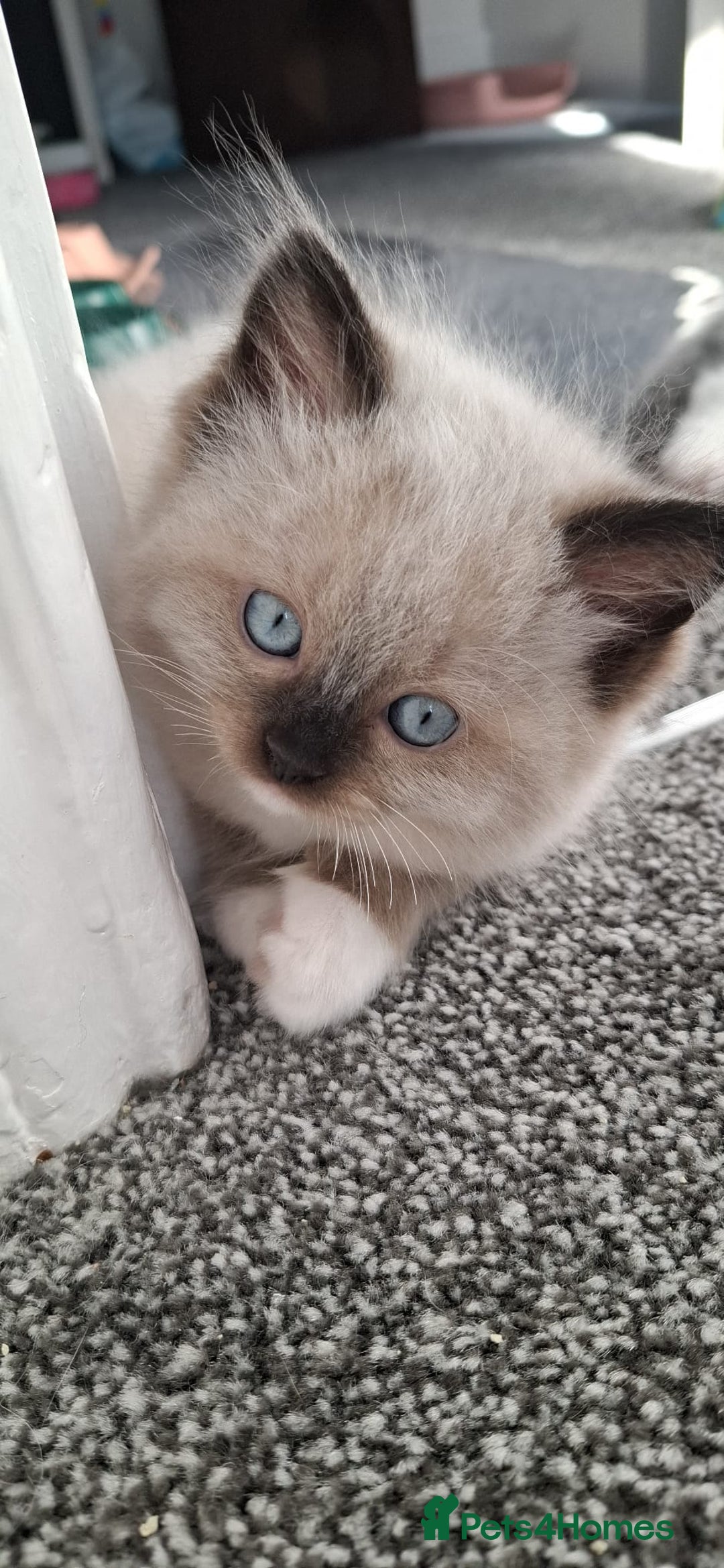 Ragdoll cats for sale: GCCF beautiful seal white bi-colour/point mitted - Image 25