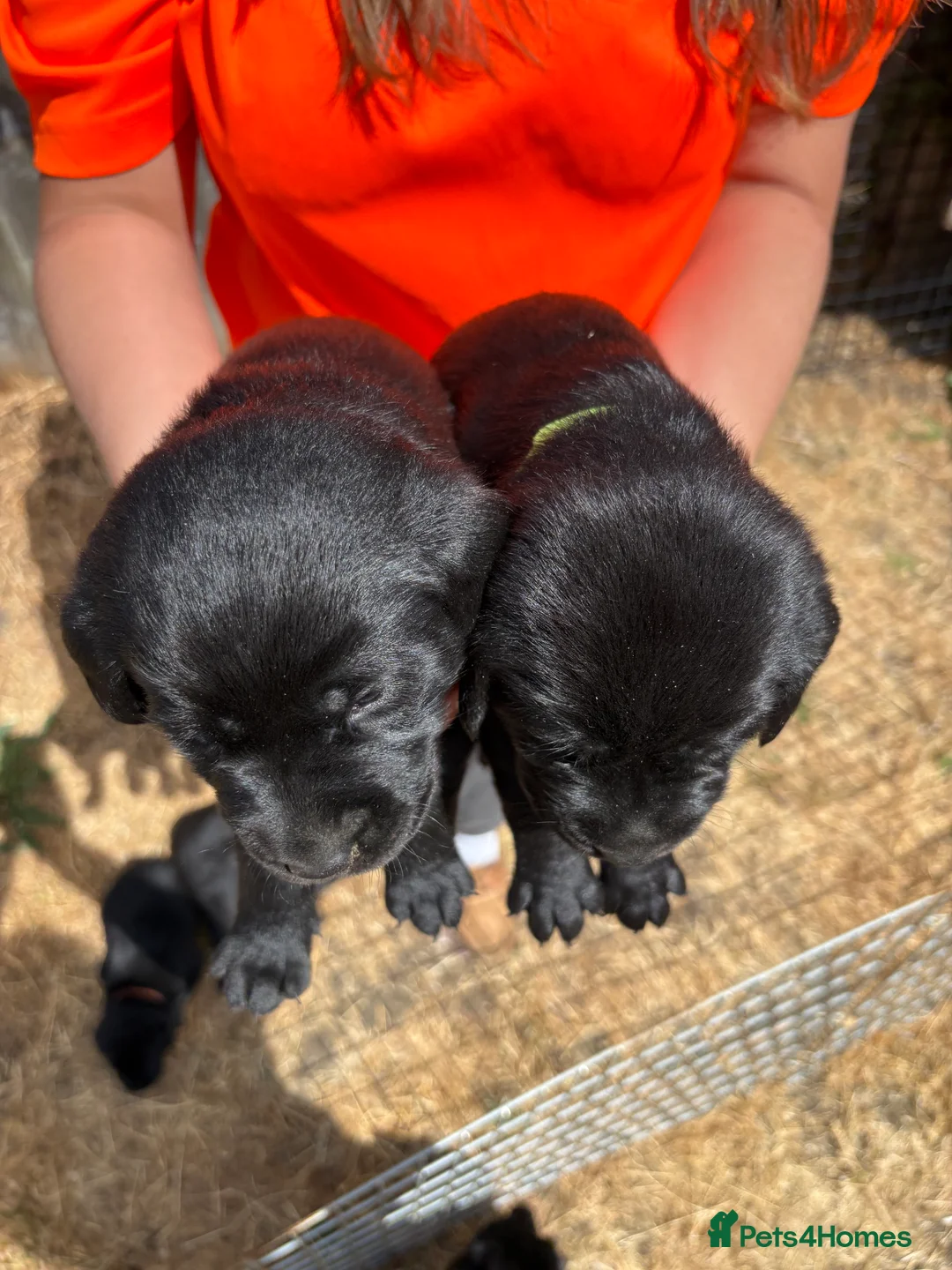 Labrador Retriever dogs for sale: Beautiful black labs KC registered  - Advert 2