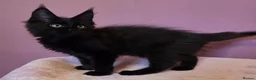 Maine Coon cats for sale: Tica Reg REDUCED mainecoon kittens READY NOW - Advert 4