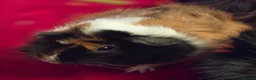 Guinea Pig rodents for sale: 2 x Bonded Girl Guinea Pigs - Advert 6