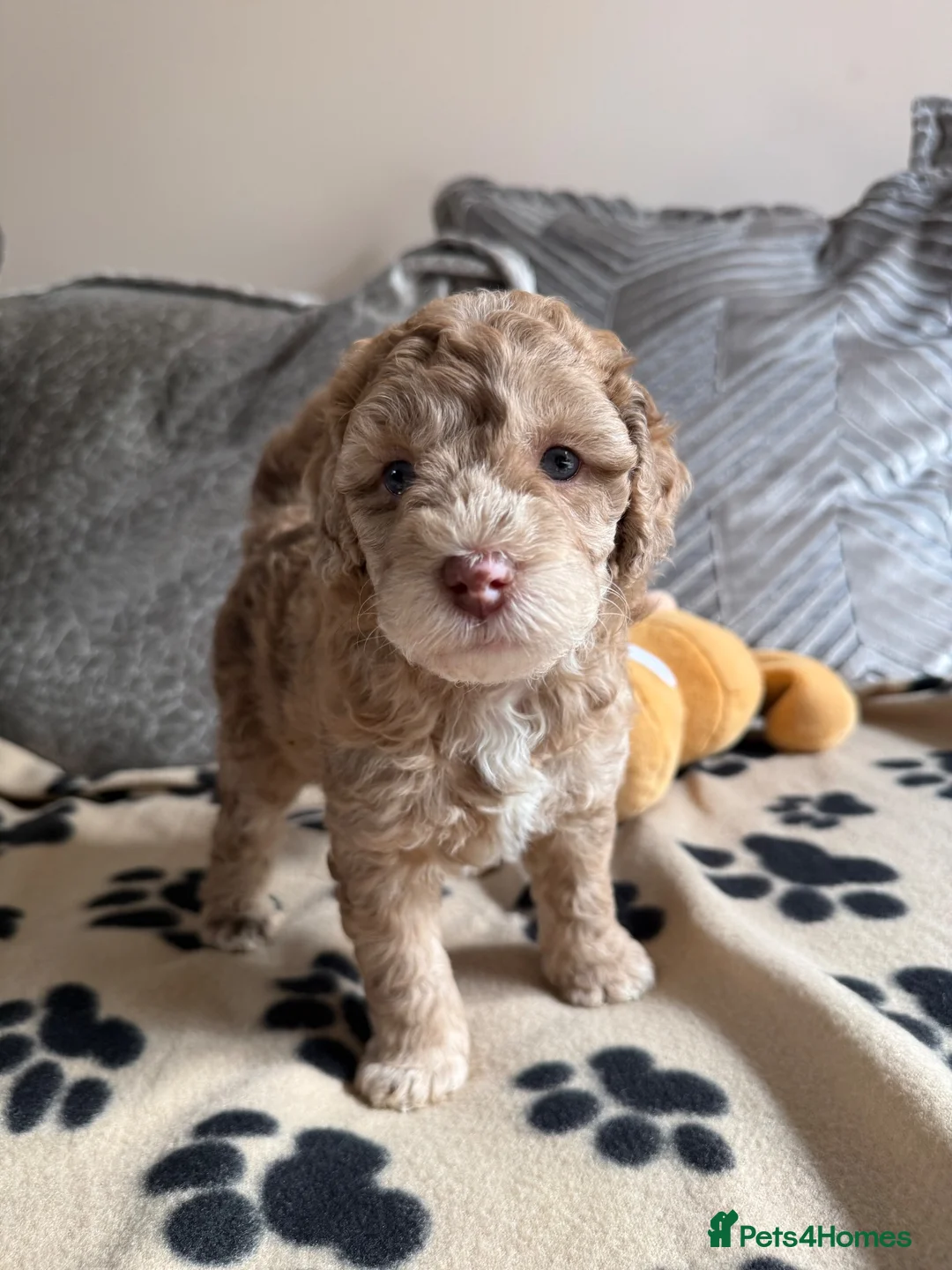 Maltipoo dogs for sale: Beautiful Maltipoo puppies 💙 in Fareham - Advert 1
