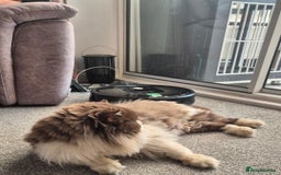 British Longhair cats for sale: Stunning GCCF Reg Male (Russian Imported parents)  - Image 4