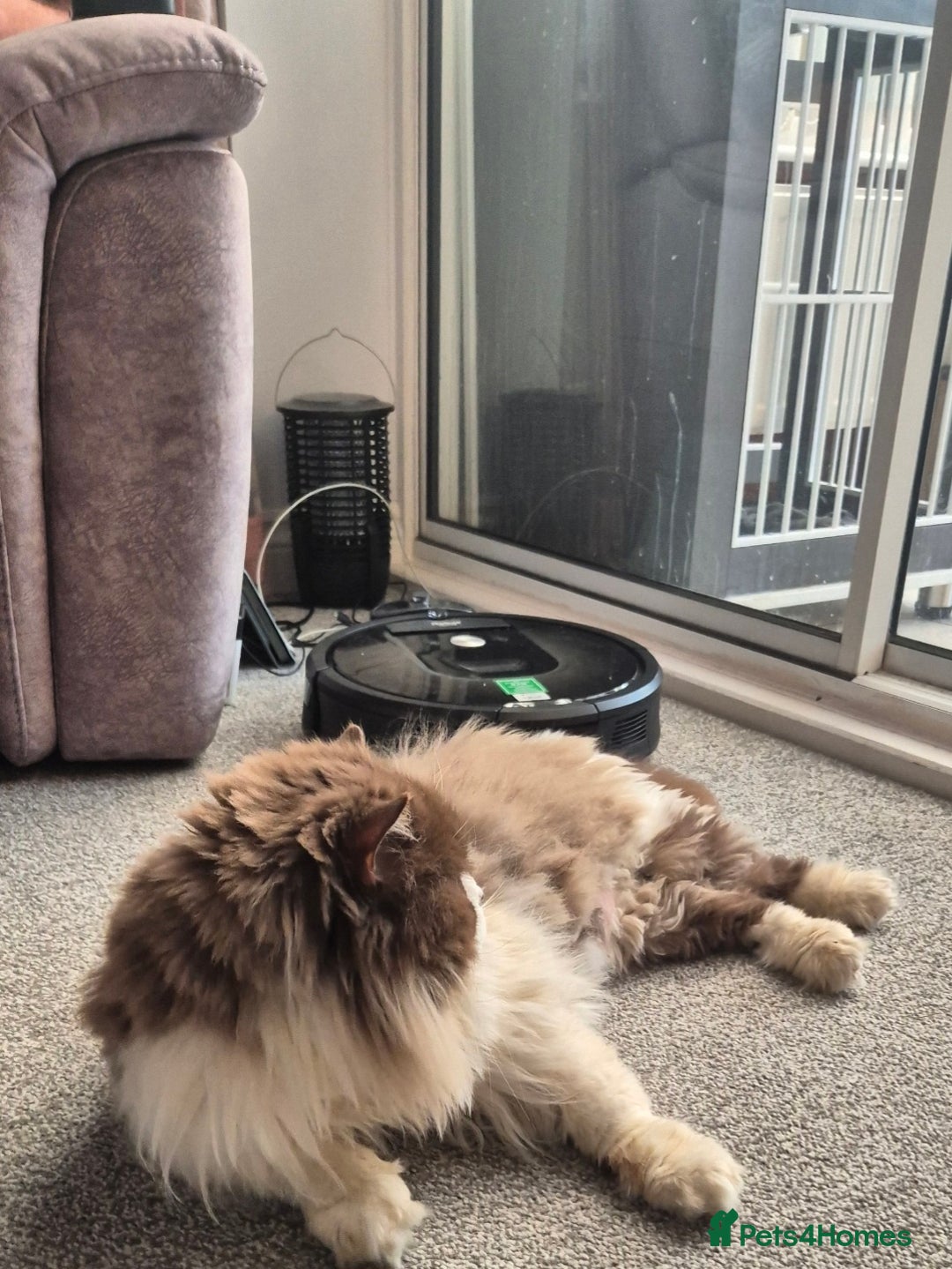 British Longhair cats for sale: Stunning GCCF Reg Male (Russian Imported parents)  - Image 4