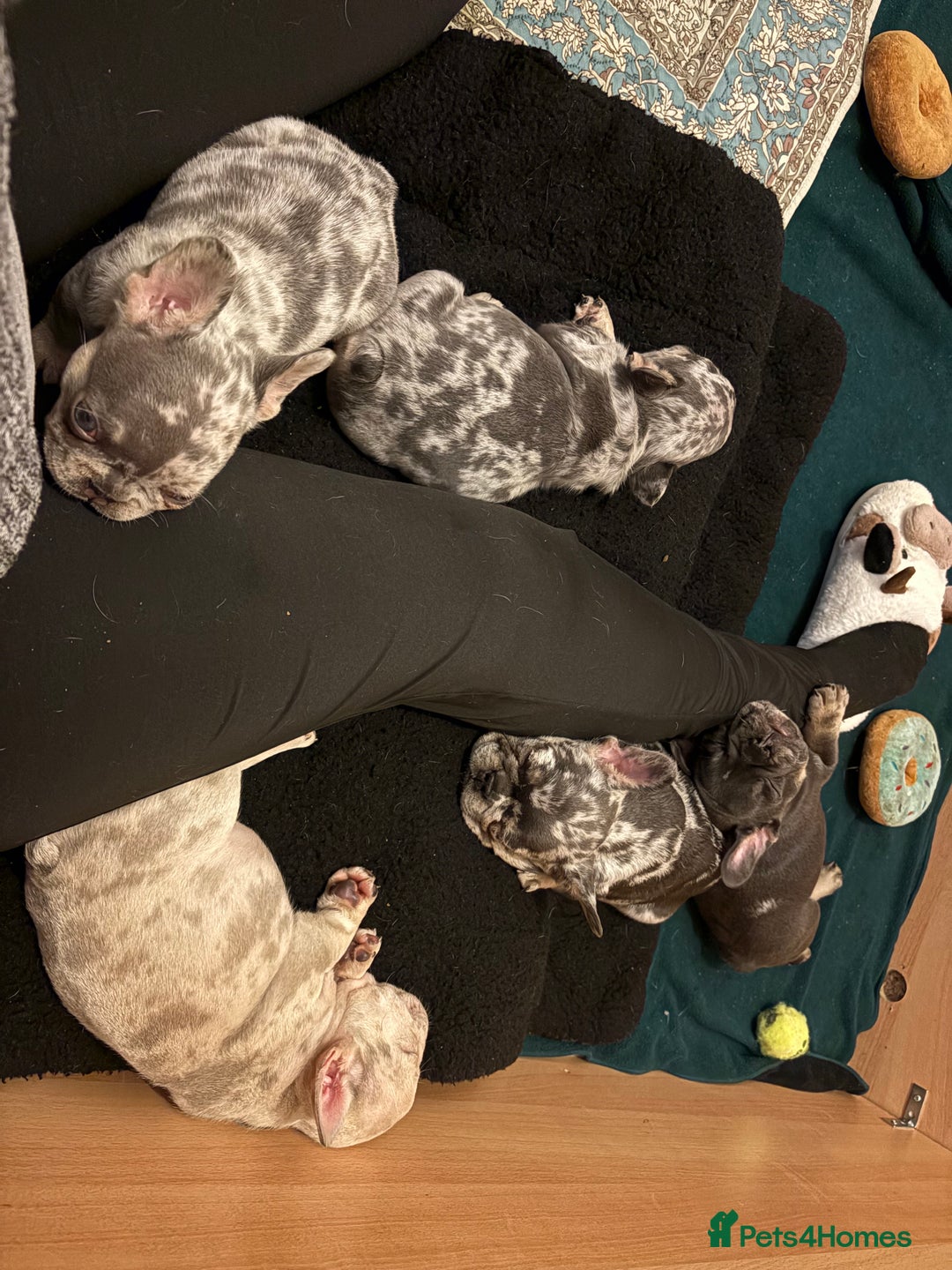 French Bulldog dogs for sale: 5 female French bulldogs  - Advert 8