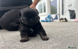 Pug dogs for sale: Fluffy Pug puppies  - Image 5
