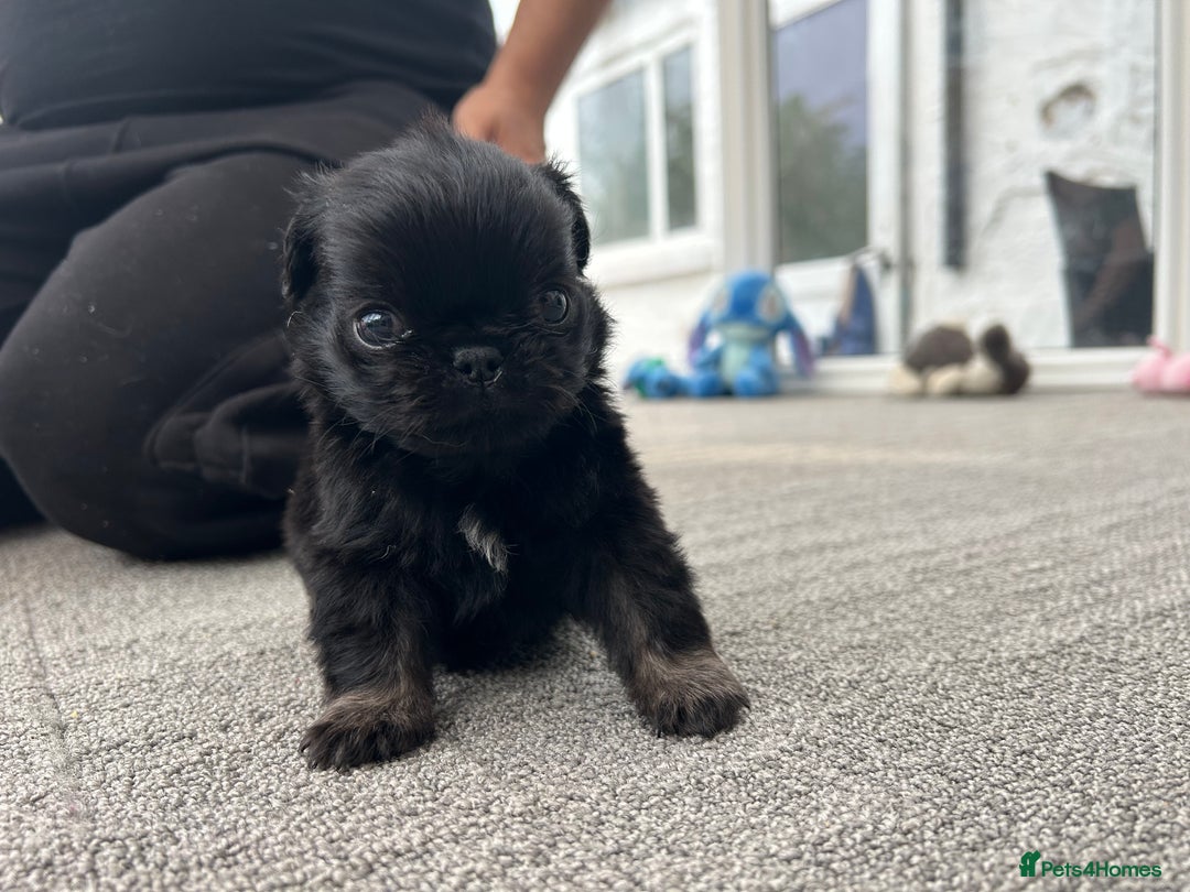 Pug dogs for sale: Fluffy Pug puppies  - Image 5