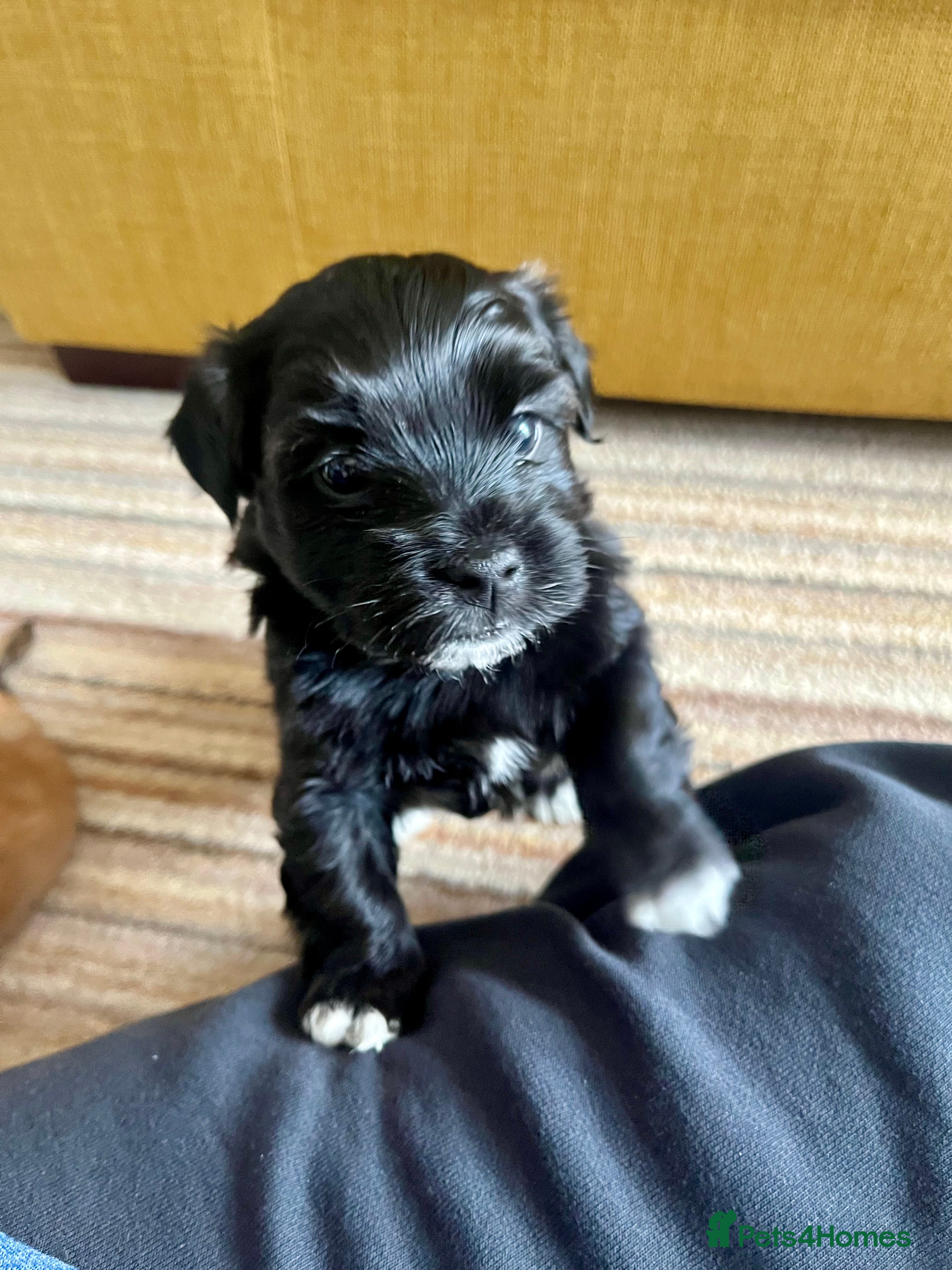 Havanese dogs Kc pedigree from show lines Experienced breeder  - Advert 2