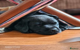Labrador Retriever dogs for sale: Stunning litter Both Parents Health Tested - Image 12