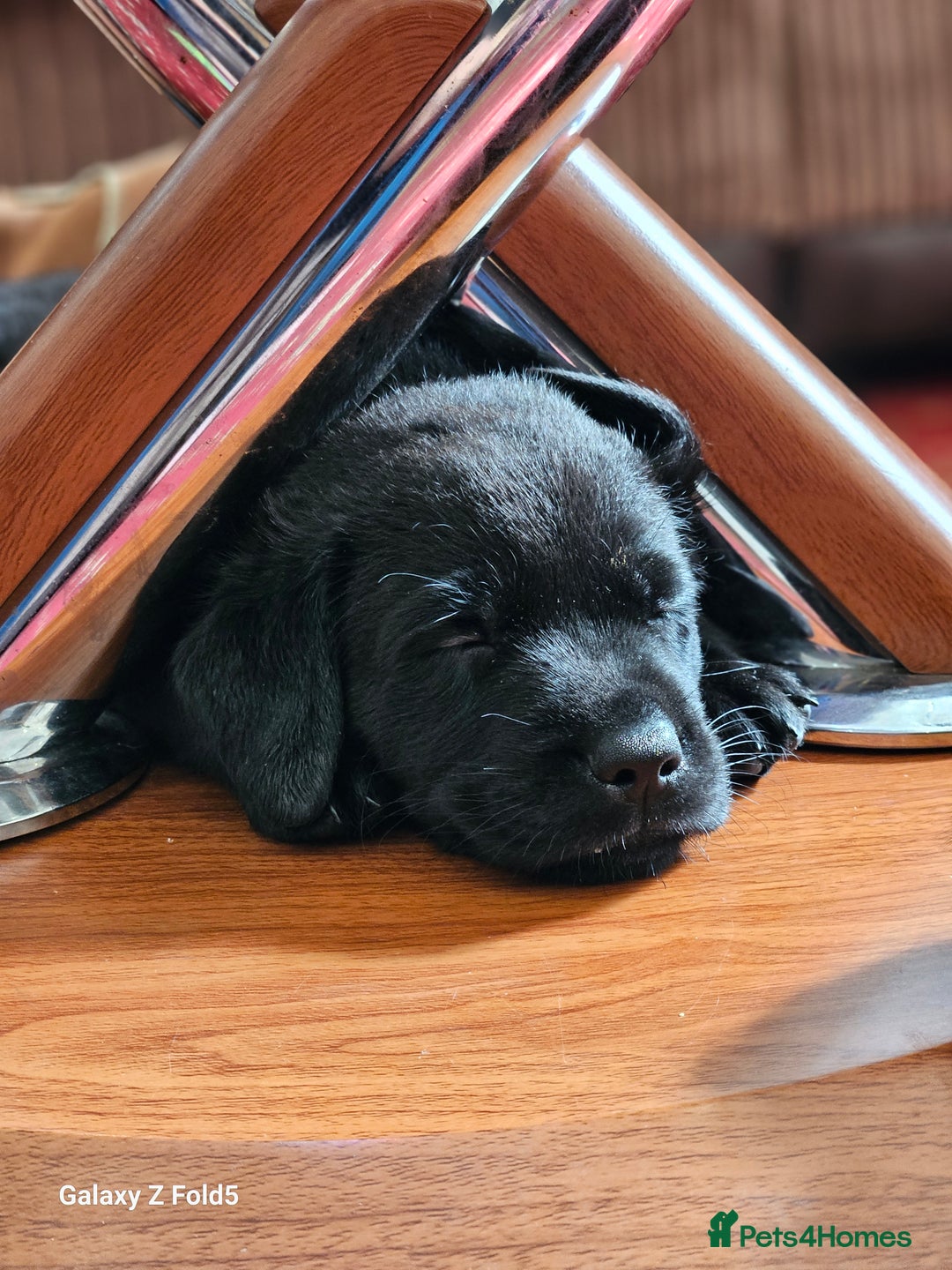 Labrador Retriever dogs for sale: Stunning litter Both Parents Health Tested - Image 12